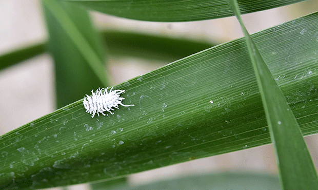 Le programme des inventaires naturalistes