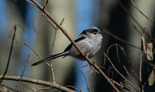 Oiseaux