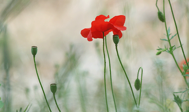 Flore
