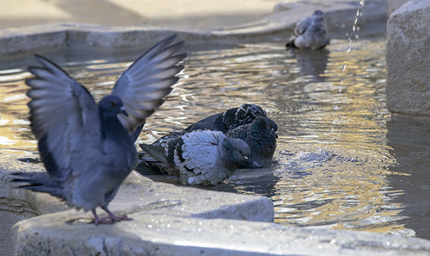 Oiseaux