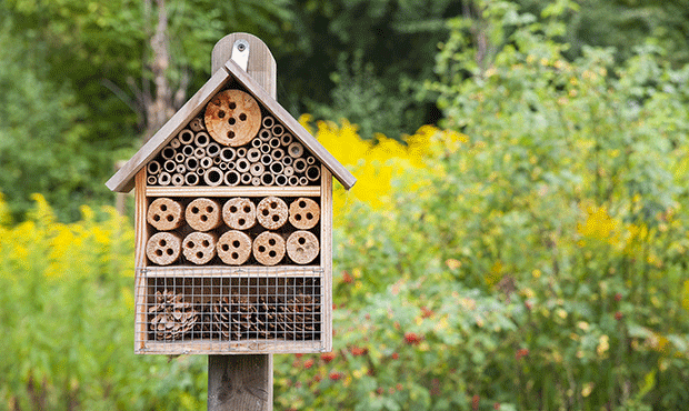 Insectes et apparentés