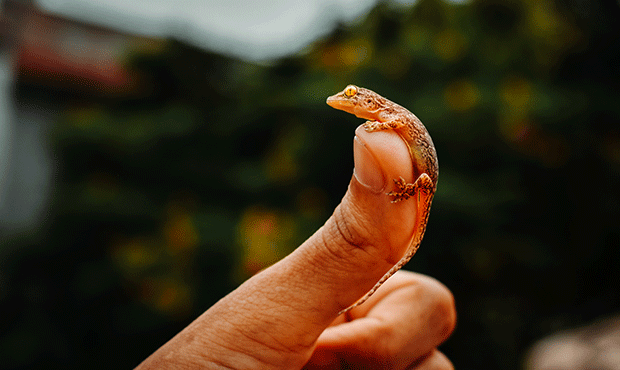 Amphibiens et reptiles