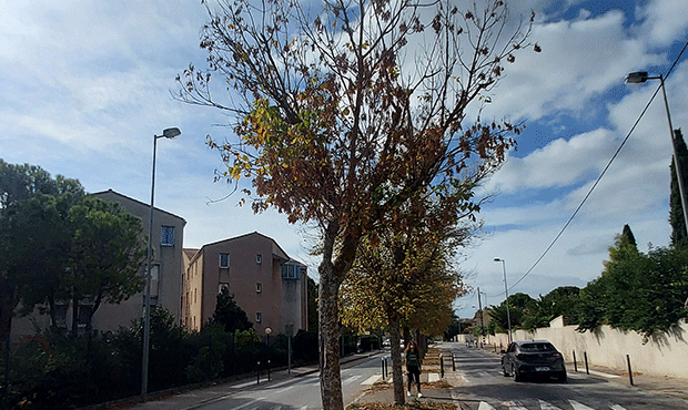Abattage d'arbres dépérissant aux Milles