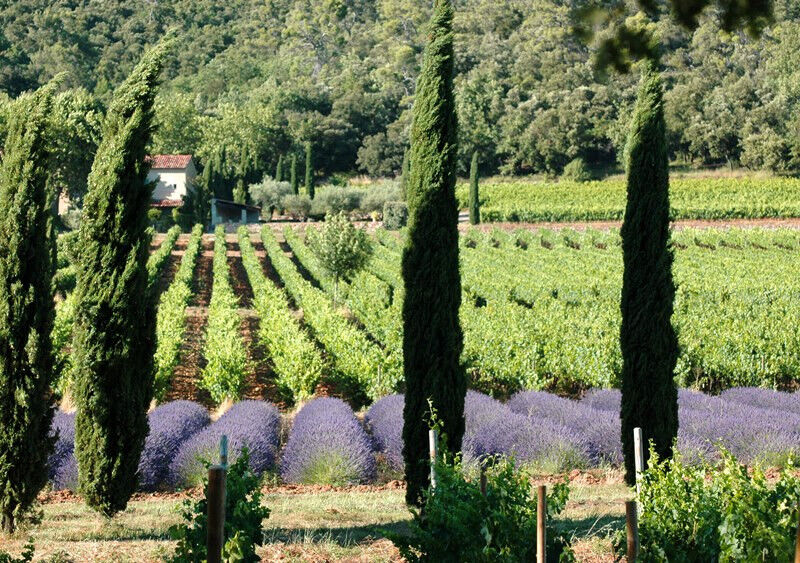 Balade œnologique en Coteaux d'Aix et Luberon (vins biologiques) - WT2