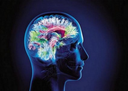 Cerveau : perception, action, apprentissage et mémoire Que savons-nous du (…)