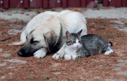 Divagation et errance des animaux