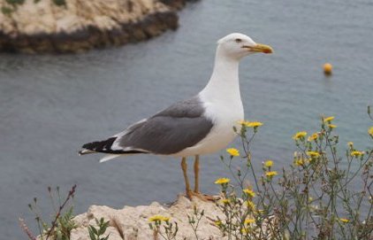 Le Goéland leucophée