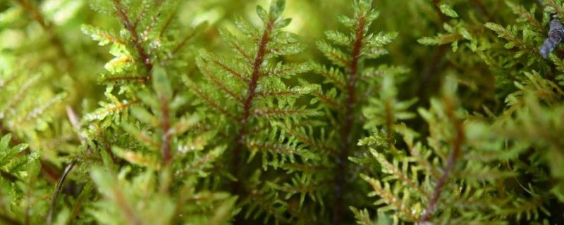 Conférence : Plongez dans le monde immense des minuscules mousses