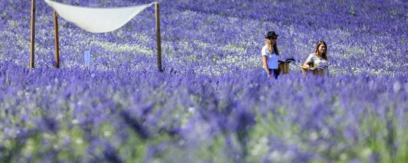 Visite des champs de lavande à Terre Ugo