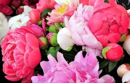 Déplacement marché Prêcheurs fleurs