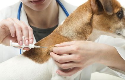 Vaccination, stérélisation et identification