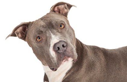Les chiens de catégorie 1 et 2 dits « chiens dangereux »