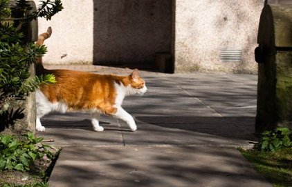 Le chat dans ma ville