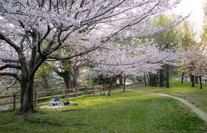 Exposition de photographies « Kumamoto, la poésie du détail »