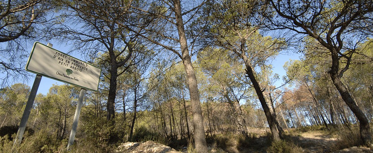 Le Grand Arbois, la forêt communale d'Aix