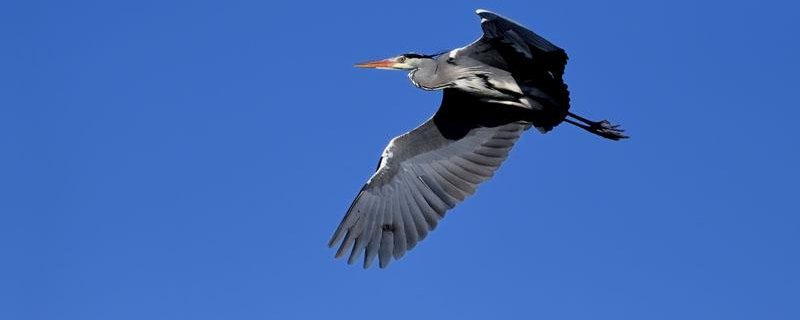 Sortie d'observation d'oiseaux