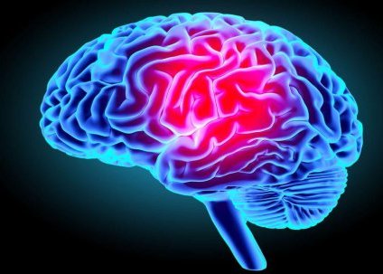 10 idées reçues sur le cerveau