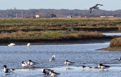 Le Fonds MAIF lance l'appel à projets pour le vivant - Nature (...)