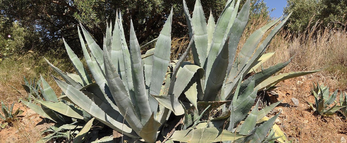 L'Agave d'Amérique