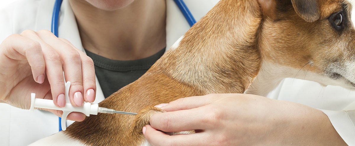 Vaccination, stérélisation et identification