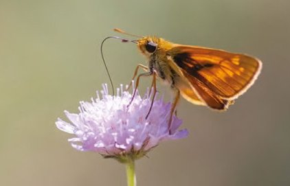 Atlas de la biodiversité communale