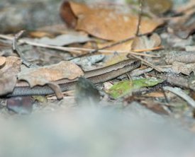 Orvet anguis fragilis