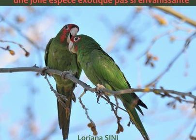 Connaître la conure mitrée aixoise: une jolie espèce exotique pas si (…)