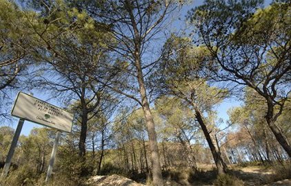 Le Grand Arbois, la forêt communale d'Aix
