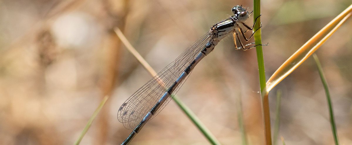 L'Agrion de Mercure