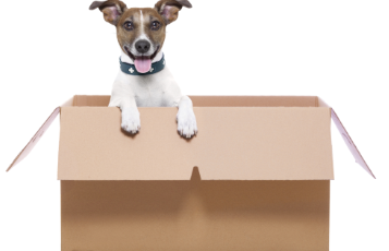 Déménagement et animaux