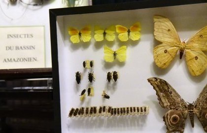 Muséum d'histoire naturelle