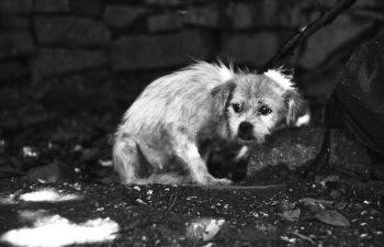 Signaler un animal maltraité