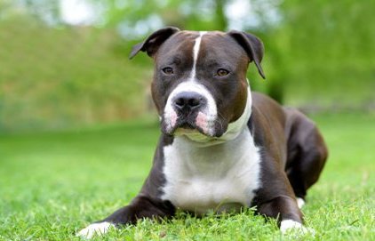 Chiens classés en 1ère et 2ème catégorie