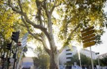 Charte de l'arbre