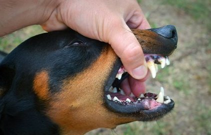 Les chiens mordeurs