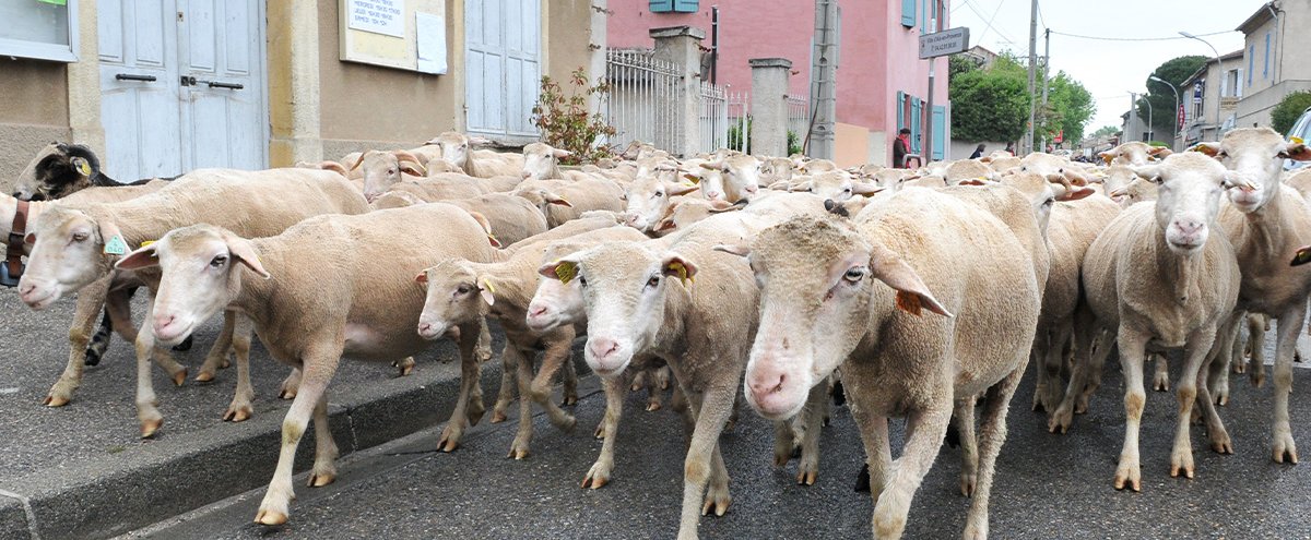 Transhumance provençale des Milles - Dimanche 15 Mai
