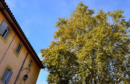 Charte de l'arbre