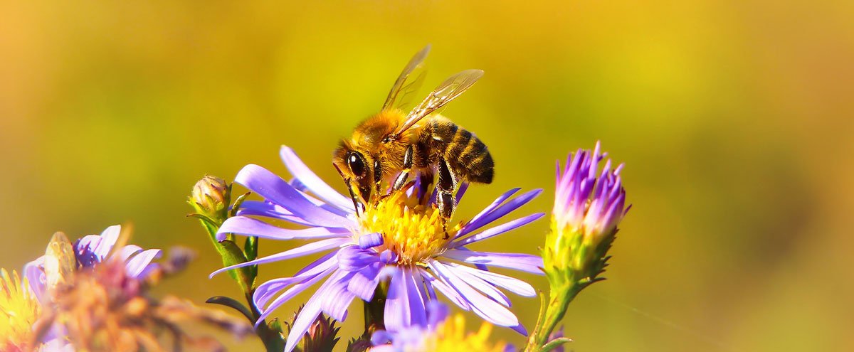 La biodiversité