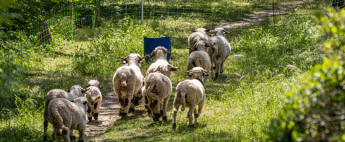 Les moutons sur les rives de l'Arc