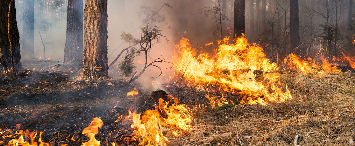 Se préserver des feux de forêt toute l'année