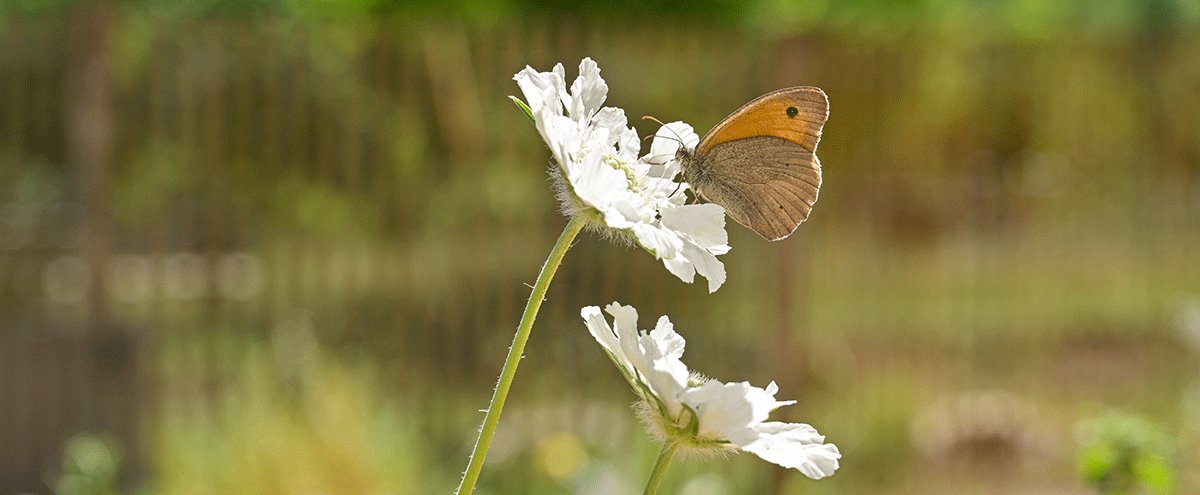 Parc urbain à papillons