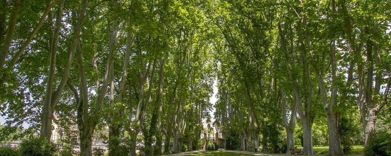 Visite approfondie en français de la bastide du Jas de Bouffan