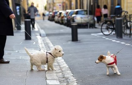 Le chien dans ma ville