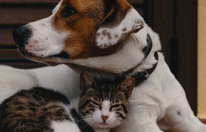 Le service de la cause animale