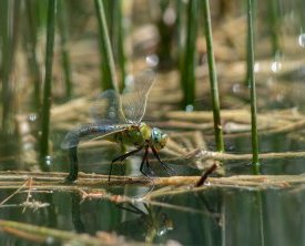 Libellule anax imperator anax empereur