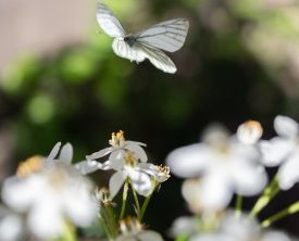 Papillon Pieris napi pieride du navet