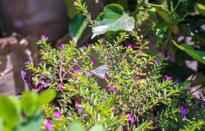 Des plantes économes en eau pour remplacer le gazon