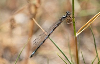 L'Agrion de Mercure