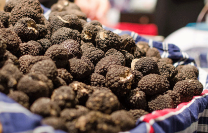 Appel à candidatures marché aux truffes 2025