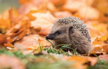 L'équipe du service de la Cause Animale
